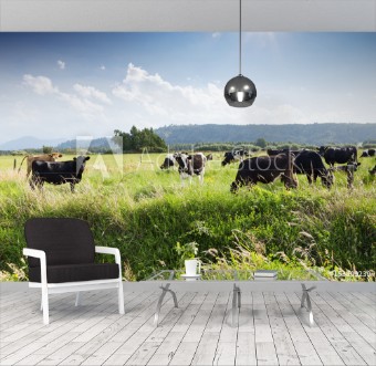 Picture of Beafs on new zealand pasture in sunny day